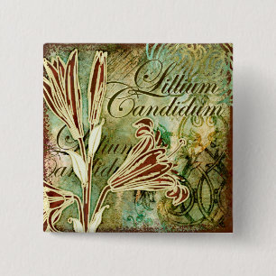 Candidum Lillium Knapp