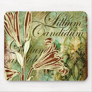 Candidum Lillium Musmatta
