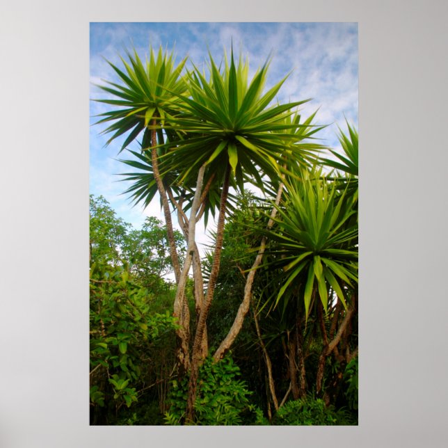 Candle Träd (Dracaena Concina), Ile Aux Poster (Framsidan)