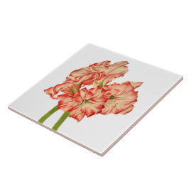 Candy cane Lilies on Ceramic Tile Kakelplatta