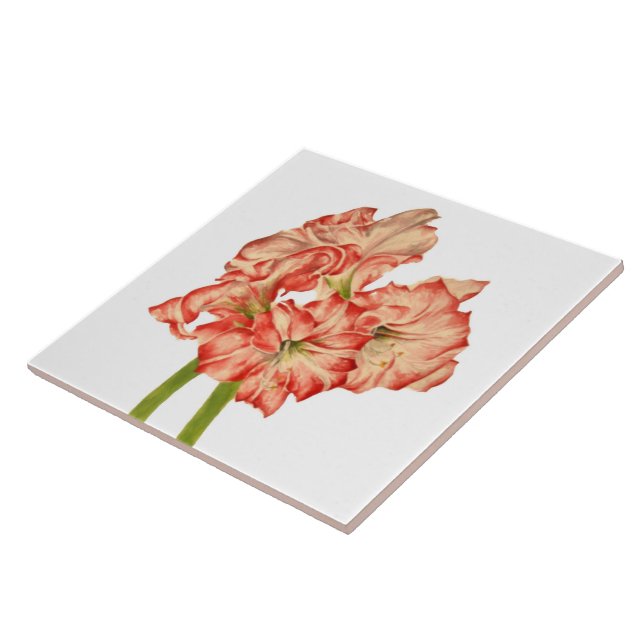Candy cane Lilies on Ceramic Tile Kakelplatta (Sidan)