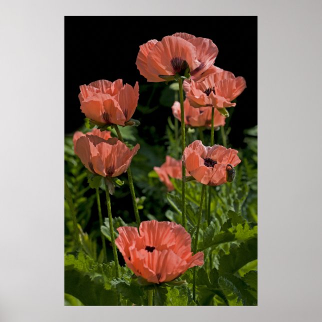 Candy Pops Skriv ut Poster (Framsidan)