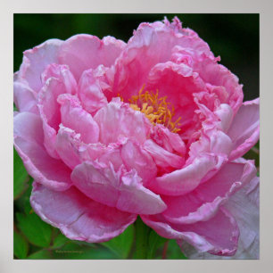"CANDY ROSA PEONY"(FOTOG) POSTER