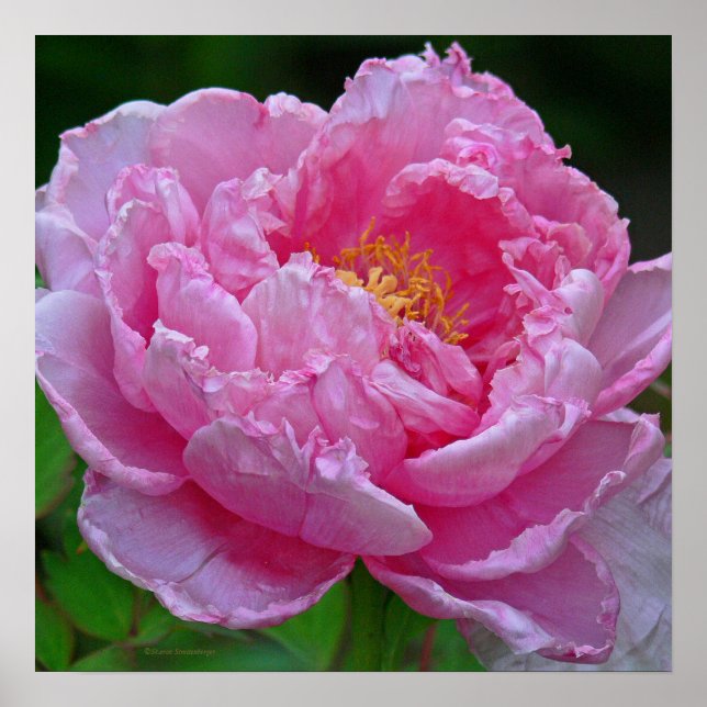 "CANDY ROSA PEONY"(FOTOG) POSTER (Framsidan)