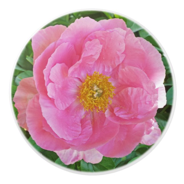 CANDY-ROSA PEONY KNOPP (Framsidan)