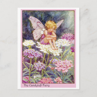 Candytuft Fairy Vykort