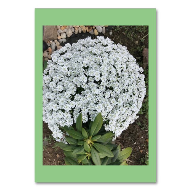Candytuft Flowers Anpassningsbar Läsa Flash-kort Bordsnummer (Framsidan)