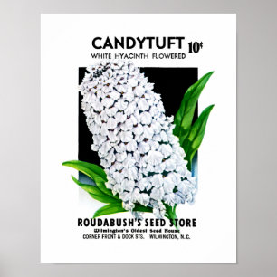 Candytuft kärnar ur paketetiketten poster