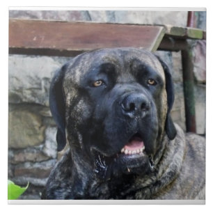 cane corso grå brindle kakelplatta