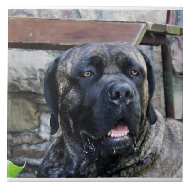 cane corso grå brindle kakelplatta (Framsidan)