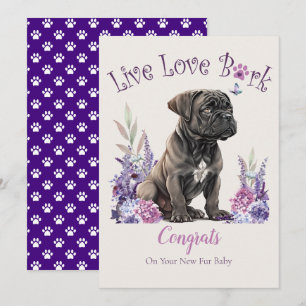 Cane Corso Hund Adoption, Gotcha Day Kort