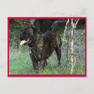 Cane Corso Italian Mastiff vykort