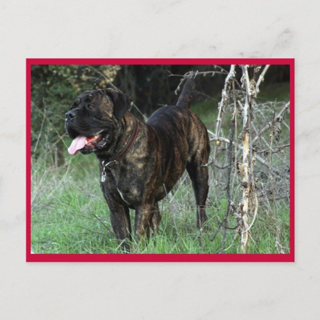 Cane Corso Italian Mastiff vykort (Framsida)
