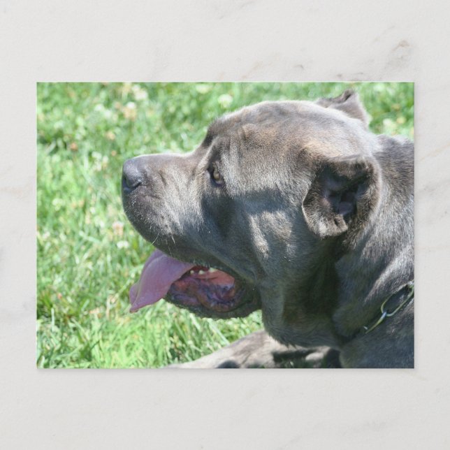 Cane Corso vykort (Framsida)