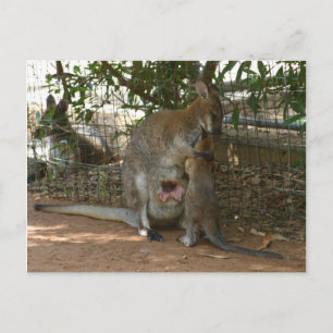 Cangaroo-familjen Vykort
