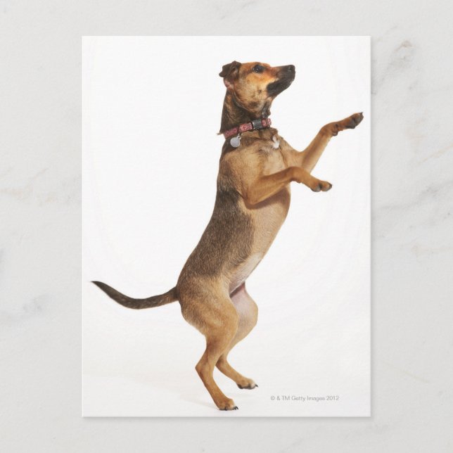 Canis familiaris 2 vykort (Framsida)