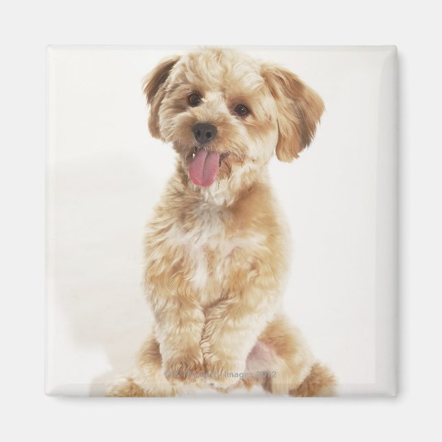 Canis familiaris magnet (Framsidan)