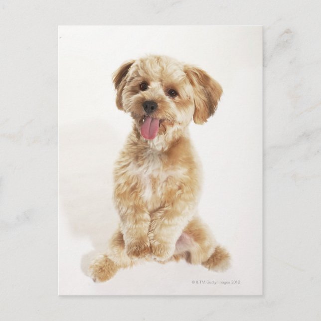 Canis familiaris vykort (Framsida)