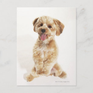 Canis familiaris vykort
