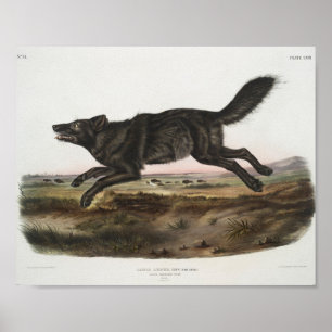 Canis lupus, Black American Varg. Män. Antik Poster