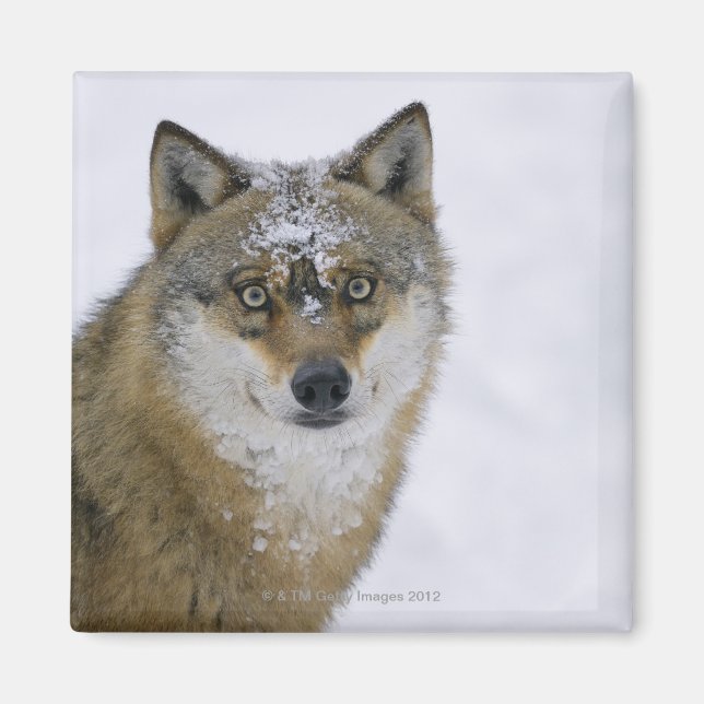 Canis lupus, Tittar i Camera, Tyskland, Europa Magnet (Framsidan)