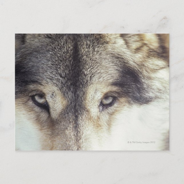 Canis Lupus Vykort (Framsida)