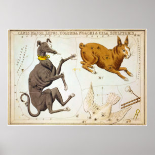 Canisen ha som huvudämne, lepusen, columbaen poster