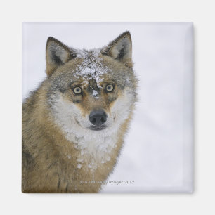 Canislupus, tittar kamera, Tyskland, Europa Magnet