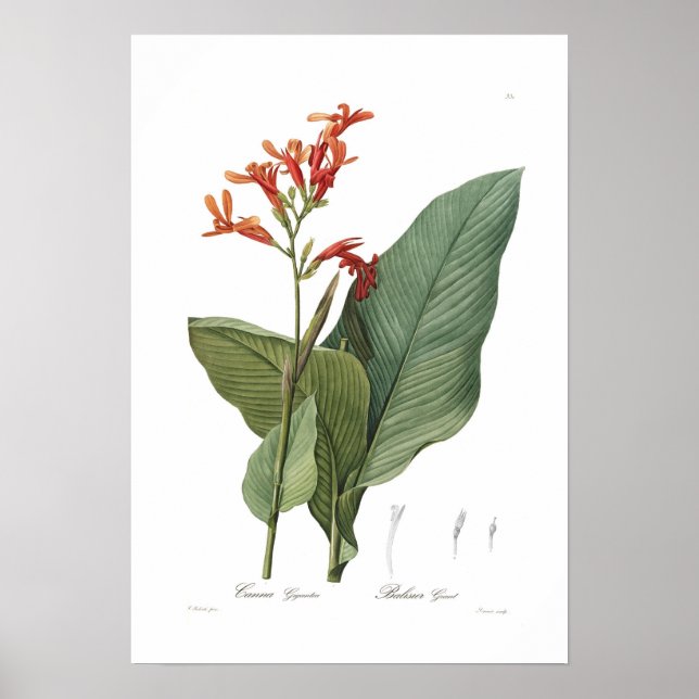 Canna gigantea poster (Framsidan)