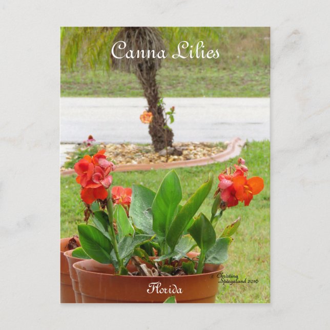 Canna Lilies blommorida Postcard Vykort (Framsida)