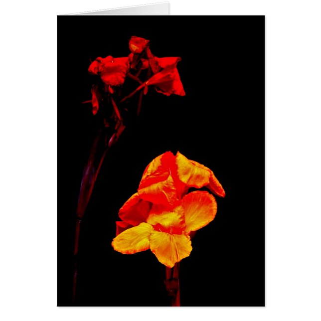 Canna Lilies on Black Hälsningskort (Framsidan)