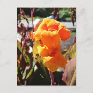 Canna Lily Flower Vykort
