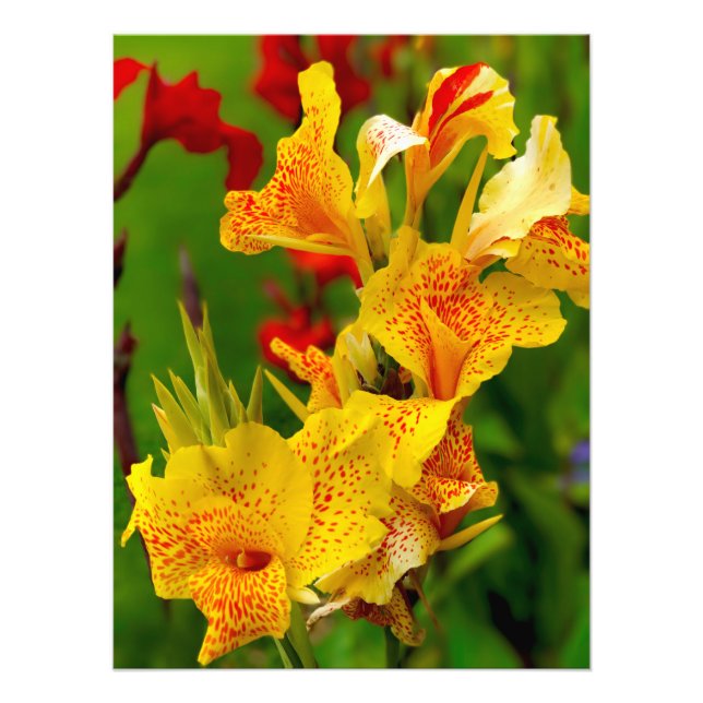 Canna lily fototryck (Framsidan)