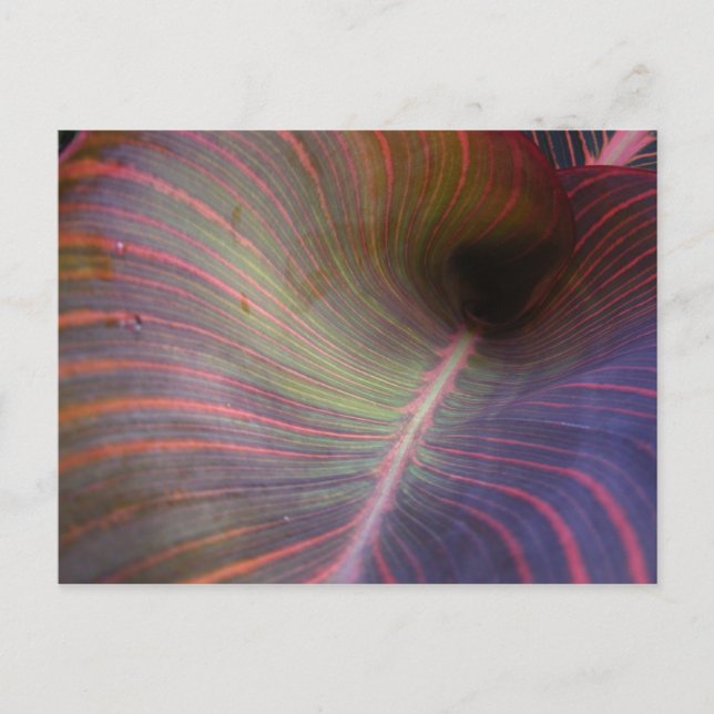 Canna Lily löv ~ vykort (Framsida)