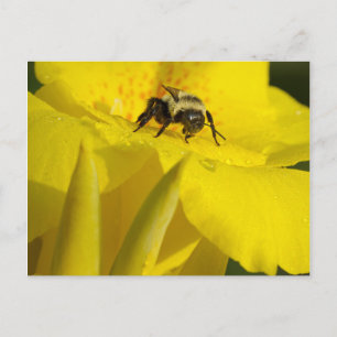 Canna Lily med Humla Vykort