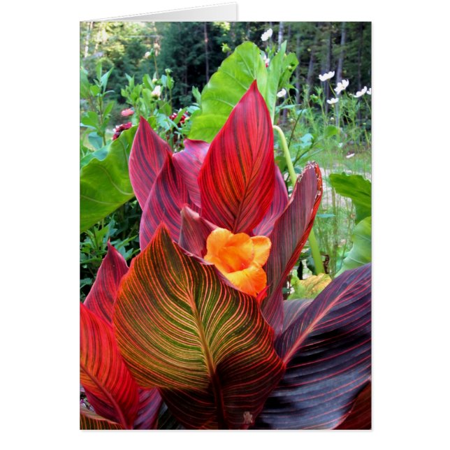 Canna Lily Rand Hälsningskort (Framsidan)