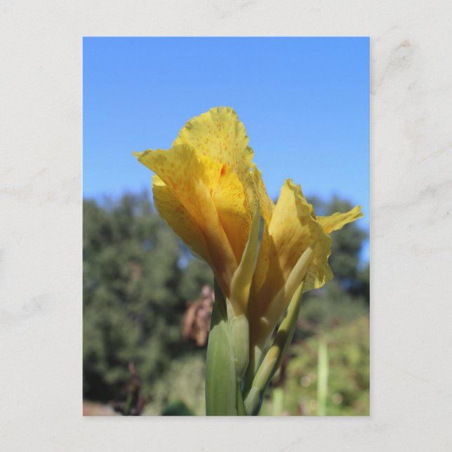 Canna nr 2 vykort (Framsida)