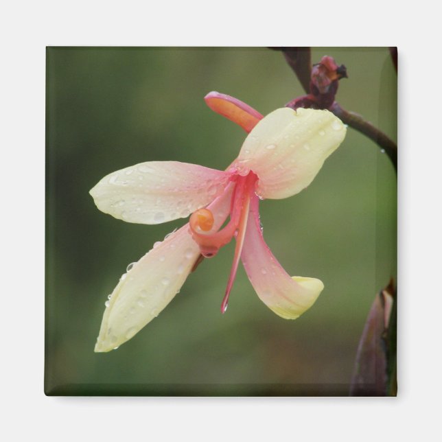 Canna 'Panache' 1 Magnet (Framsidan)