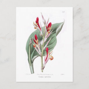 Canna speciosa vykort