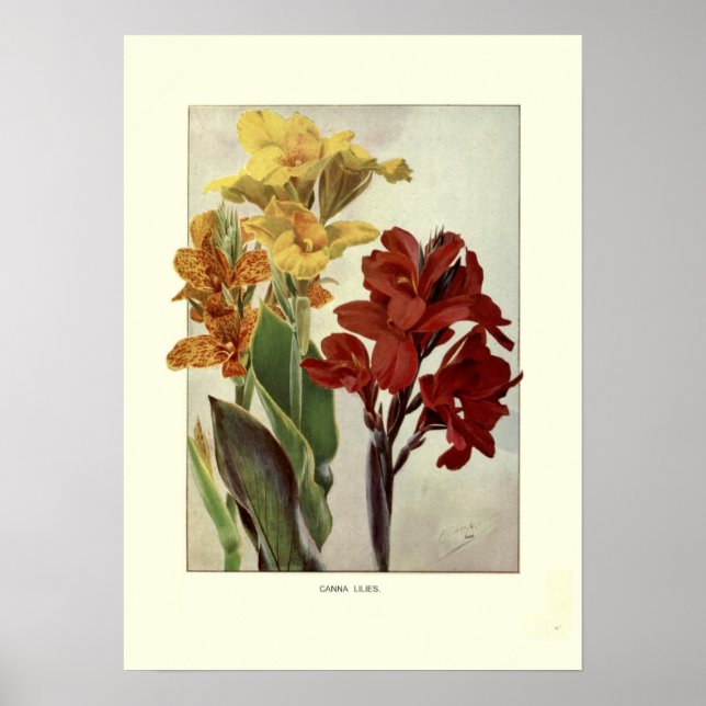 Cannas Poster (Framsidan)