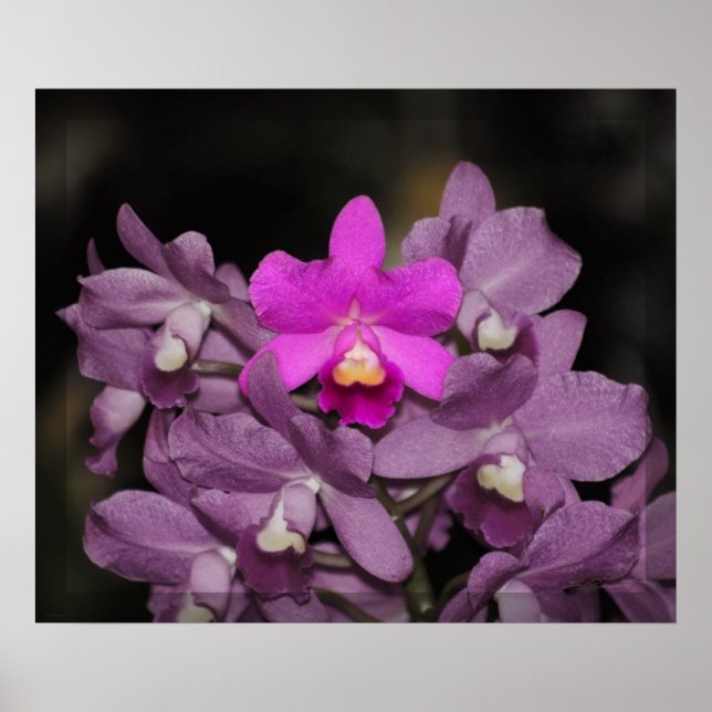 Cannizaro Orchid Art Print -24x20 -eller mindre Poster (Framsidan)