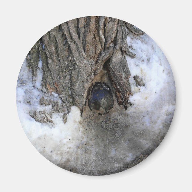 Cannonball Träd, Old Quebec City, Quebec, Kanada Magnet (Framsidan)