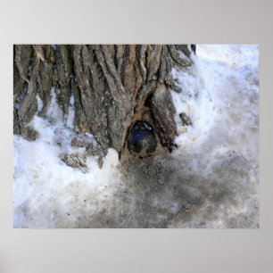 Cannonball Träd, Old Quebec City, Quebec, Kanada Poster