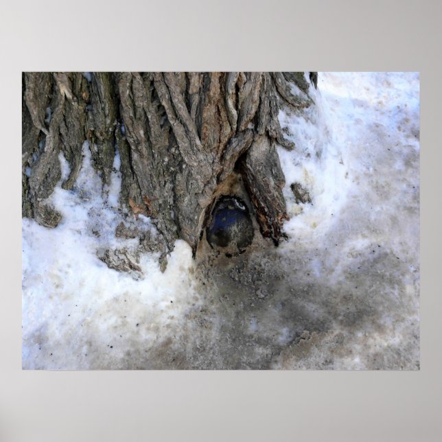 Cannonball Träd, Old Quebec City, Quebec, Kanada Poster (Framsidan)