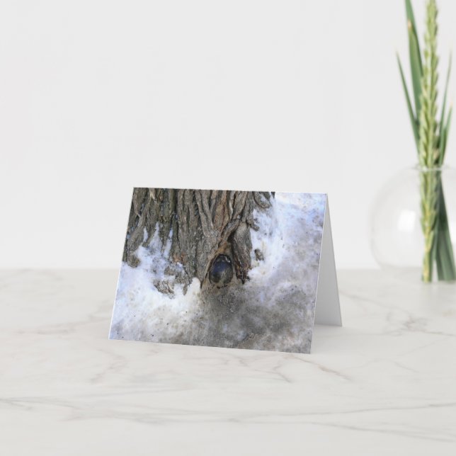 Cannonball Träd, Old Quebec City, Quebec, Kanada Tack Kort (Framsida)