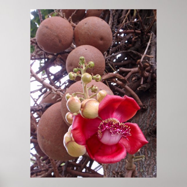 Cannonball Träd Poster (Framsidan)