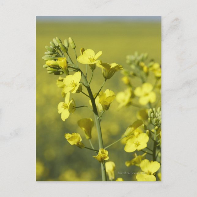 Canola blommar i fält. 3 vykort (Framsida)