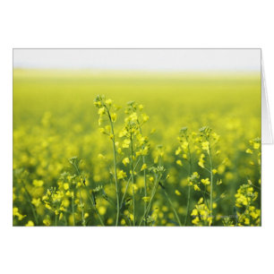 Canola Blommar i Fält. Hälsningskort