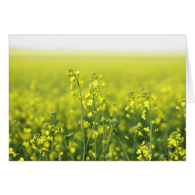Canola Blommar i Fält. Hälsningskort (Framsidan Horizontal)
