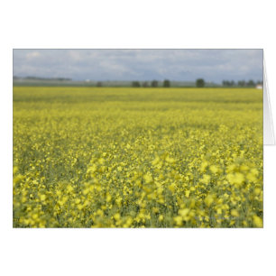 Canola blommar i fält. hälsningskort